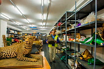 Man with taxidermy specimens and endangered wildlife products confiscated by the Spanish police at Adolfo Suarez Madrid-Barajas Airport in accordance with CITES, stored in a government warehouse, Spai...