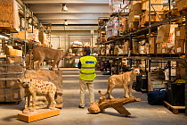 Man with taxidermy specimens confiscated by the Spanish police at Adolfo Suarez Madrid-Barajas Airport in accordance with CITES, stored in a government warehouse, Spain, October 2014.