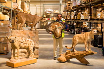 Man with taxidermy specimens confiscated by the Spanish police at Adolfo Suarez Madrid-Barajas Airport in accordance with CITES, stored in a government warehouse, Spain, October 2014.