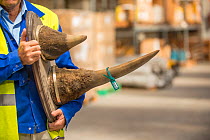 Mounted rhino horns confiscated by the Spanish police at Adolfo Suarez Madrid-Barajas Airport in accordance with CITES, stored in a government warehouse, Spain, October 2014.