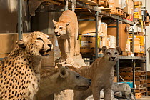 Taxidermy specimens confiscated by the Spanish police at Adolfo Suarez Madrid-Barajas Airport in accordance with CITES, stored in a government warehouse, Spain, October 2014.