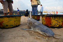 Snaggletooth shark (Hemipristis elongata) for sale on beach, Bali, Indonesia, August 2014. Vulnerable species.