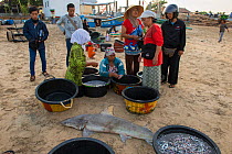 Snaggletooth shark (Hemipristis elongata) for sale on beach, Bali, Indonesia, August 2014. Vulnerable species.