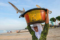 Woman carrying Snaggletooth shark (Hemipristis elongata) in a bucket on her head, Bali, Indonesia, August 2014. Vulnerable species.