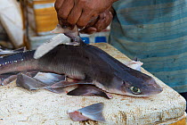 Man removing dorsal fin from Shark (Squalus sp) in fish market, Bali, Indonesia, August 2014.