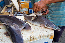 Man removing dorsal fins from Sharks (Squalus sp) in fish market, Bali, Indonesia, August 2014.