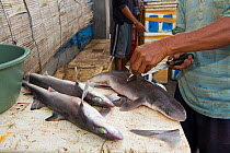 Man removing dorsal fins from Sharks (Squalus sp) in fish market, Bali, Indonesia, August 2014.