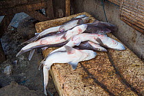 Sharks (Squalus sp) for sale in fish market, Bali, Indonesia, August 2014.