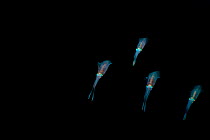 Bigfin reef squid (Sepioteuthis lessoniana) schooling parallel to one another. Lembeh Strait, North Sulawesi, Indonesia