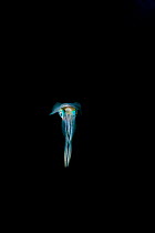 Bigfin reef squid (Sepioteuthis lessoniana) solitary at night. Lembeh Strait, North Sulawesi, Indonesia.