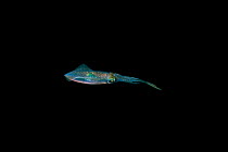 Bigfin reef squid (Sepioteuthis lessoniana) solitary swimming at night. Lembeh Strait, North Sulawesi, Indonesia.