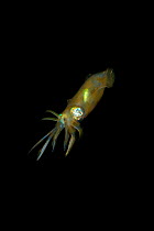 Bigfin reef squid (Sepioteuthis lessoniana) changing colour, solitary swimming at night. Lembeh Strait, North Sulawesi, Indonesia.