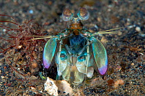 Smasher mantis shrimp (Odontodactylus cultrifer) a burrow, Lembeh Strait, North Sulawesi, Indonesia.