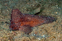 Cockatoo leaf-fish (Ablabys taenianotus) Lembeh Strait, North Sulawesi, Indonesia.