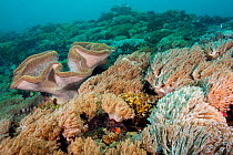 Mushroom leather coral (Sarcophyton sp.) and colony of Xenia Soft Corals (Xenia sp.) Lembeh Strait, North Sulawesi, Indonesia.