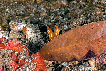 Wunderpus (Wunderpus photogenicus) hiding behind a dead leaf and raising its eyes to check for danger,Lembeh Strait, North Sulawesi, Indonesia.