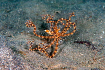 Wunderpus (Wunderpus photogenicus) landing back on the sand after shooting towards the surface due to extreme stress. Lembeh Strait, North Sulawesi, Indonesia.