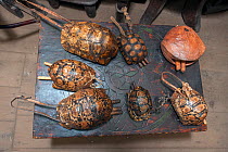 Traditional cattle bells made from Leopard tortoise (Stigmochelys pardalis) shell and wooden sticks as well as a wooden camel bell (top right on the table) for sale in a tourist shop in Addis Ababa. T...