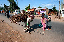 Woman transporting firewood on her back to be used for cooking. Addis Ababa, Ethiopia. February 2009