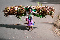 Woman transporting firewood on her back to be used for cooking fuel, Addis Ababa, Ethiopia. February 2009
