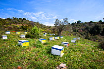 Greek beehives on the foothills of Mount Pelion, Greece, March 2008.