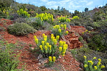 Large Mediterranean spurge (Euphorbia characias) Mount Pelion, Greece, March 2008.