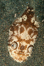 Whitemargin stargazer (Uranoscopus sulphureus) fish half buried in sand, Lembeh Strait, North Sulawesi, Indonesia.
