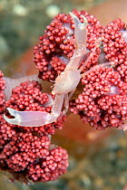 Crowned coral crab (Quadrella coronata) on Soft Coral. Lembeh Strait, North Sulawesi, Indonesia.
