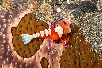 Emperor shrimp (Periclimenes imperator / Zenopontonia rex) with parasitic Isopod (Bopyridae) and living commensally with Leopard Sea Cucumber (Bohadschia argus) Lembeh Strait, North Sulawesi, Indonesi...