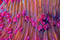 Purple short tentacle mushroom coral (Fungia sp.) close up of polyps. Lembeh Strait, North Sulawesi, Indonesia.