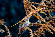 Saw-blade shrimp (Tozeuma armatum) on gorgonian, Lembeh Strait, North Sulawesi, Indonesia.