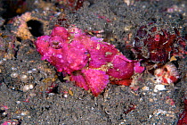 Flasher scorpionfish (Scorpaenopsis macrochir) pink colour variant Lembeh Strait, North Sulawesi, Indonesia.