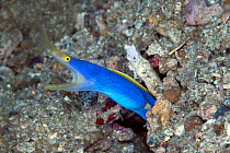 Blue ribbon eel (Rhinomuraena quaesita) adult male, Lembeh Strait, North Sulawesi, Indonesia.