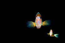 Clark's anemonefish (Amphiprion clarkii) on black background Lembeh Strait, North Sulawesi, Indonesia. Composite image.