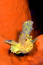 Paper scorpionfish (Taenianotus triacanthus) on sponge, venomous species. Lembeh Strait, North Sulawesi, Indonesia.