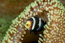 Saddleback anemonefish (Amphiprion polymnus) with its host sea anemone Stichodactyla haddoni. Lembeh Strait, North Sulawesi, Indonesia.