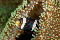 Saddleback anemonefish (Amphiprion polymnus) with its host sea anemone (Stichodactyla haddoni)   Lembeh Strait, North Sulawesi, Indonesia.