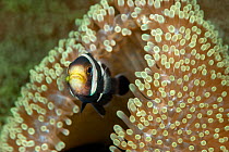 Saddleback anemonefish (Amphiprion polymnus) with its host sea anemone (Stichodactyla haddoni)   Lembeh Strait, North Sulawesi, Indonesia.