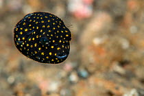 Spotted puffer (Arothron meleagris) juvenile. Lembeh Strait, North Sulawesi, Indonesia.