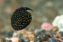 Spotted puffer (Arothron meleagris) juvenile. Lembeh Strait, North Sulawesi, Indonesia.
