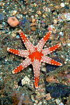 Peppermint sea star (Fromia monilis)  Lembeh Strait, North Sulawesi, Indonesia.