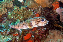 Black-spotted Porcupinefish (Diodon hystrix) poisonous species, Lembeh Strait, North Sulawesi, Indonesia.