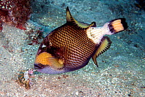 Titan triggerfish (Balistoides viridescens) feeding on sea urchin, Lembeh Strait, North Sulawesi, Indonesia.