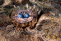 Giant flathead (Cymbacephalus beauforti) close up of eyel. Lembeh Strait, North Sulawesi, Indonesia.