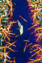 Urchin bumblebee shrimp (Gnathophyllides mineri) living commensally with Collector Urchin (Tripneustes gratilla), close up. Lembeh Strait, North Sulawesi, Indonesia.