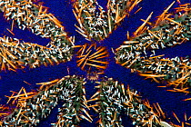 Collector urchin (Tripneustes gratilla) detail close up, Lembeh Strait, North Sulawesi, Indonesia.