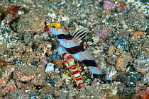 Yellow-snout shrimp goby (Stonogobiops xanthorhinica) with the symbiotic Red Banded Alpheid Shrimp (Alpheus randalli) Lembeh Strait, North Sulawesi, Indonesia.