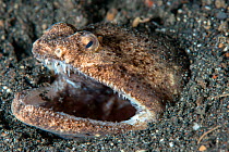 Stargazer snake eel (Brachysomophis cirrocheilos) at burrow with mouth open, Lembeh Strait, North Sulawesi, Indonesia.