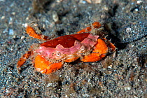 Juvenile mosaic reef crab (Lophozozymus pictor) Lembeh Strait, North Sulawesi, Indonesia.