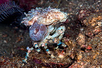 Corallimorph decorator crab (Cyclocoeloma tuberculata) fixing Corallimorpharian (Discosomatidae) to shell using setae, Lembeh Strait, North Sulawesi, Indonesia.